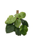 Philodendron Majestic buschig