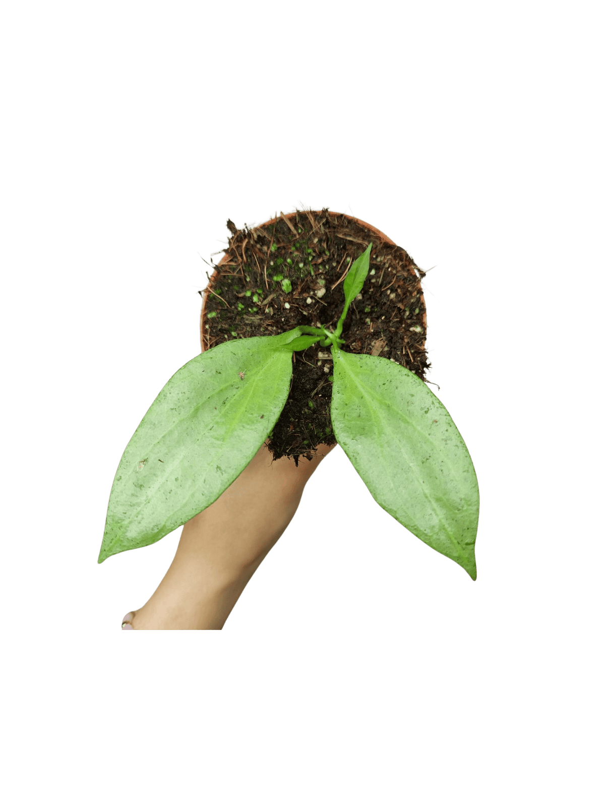 Hoya New Guinea Ghost