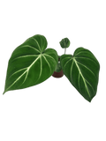 Philodendron Gloriosum