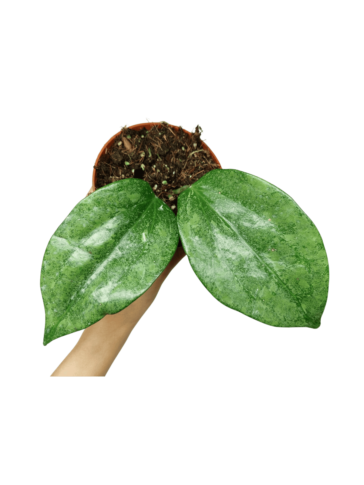 Hoya Rimba Perak