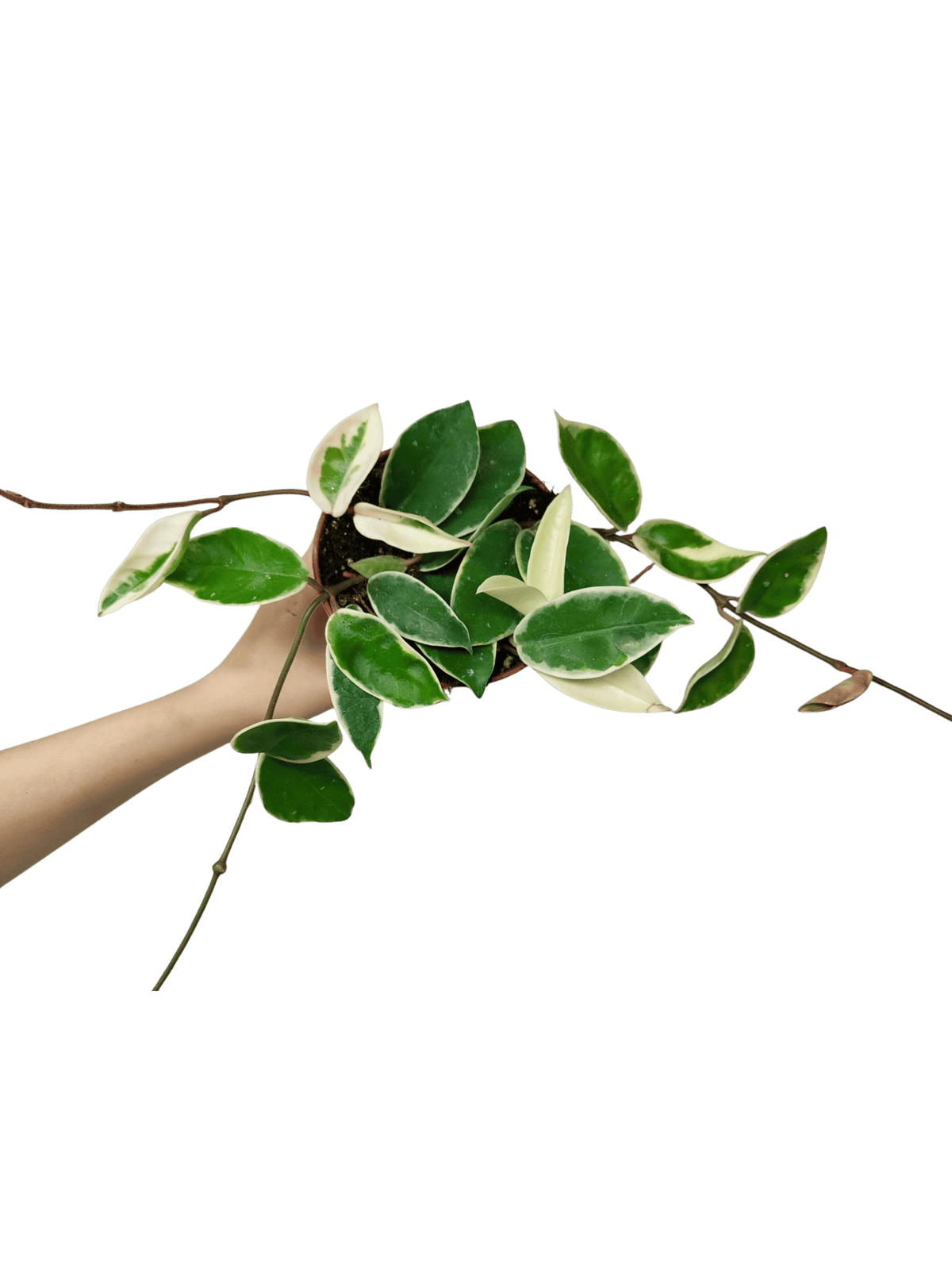 Hoya Carnosa Krimson Queen