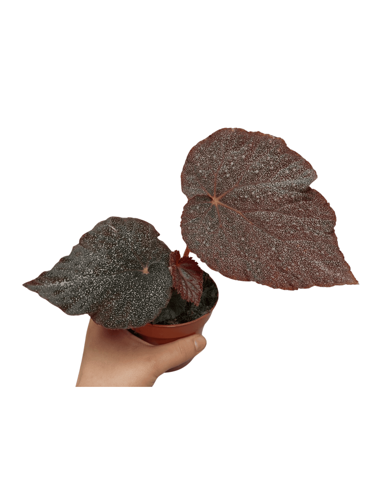 Begonia Taconite