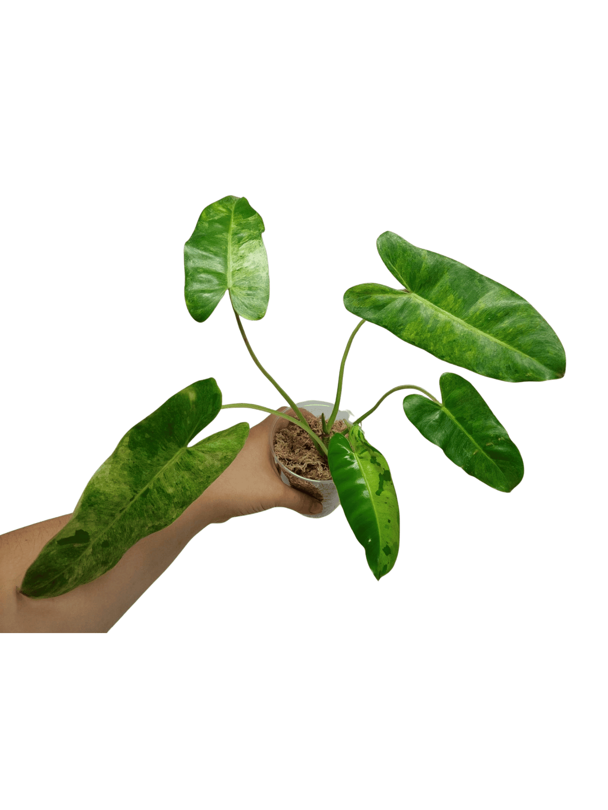 Philodendron Burle Marx Verde