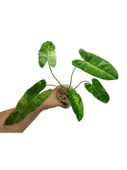 Philodendron Burle Marx Verde