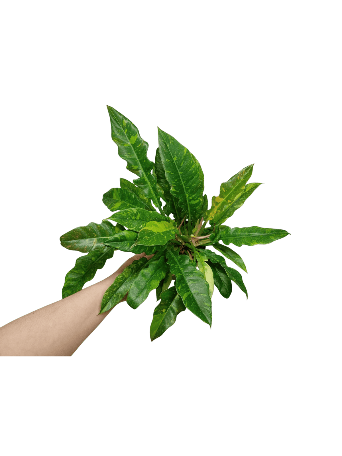 Philodendron Ring of Fire (zum aussuchen)