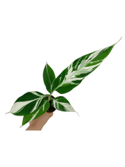 Musa Aeae Kuikawa Variegata