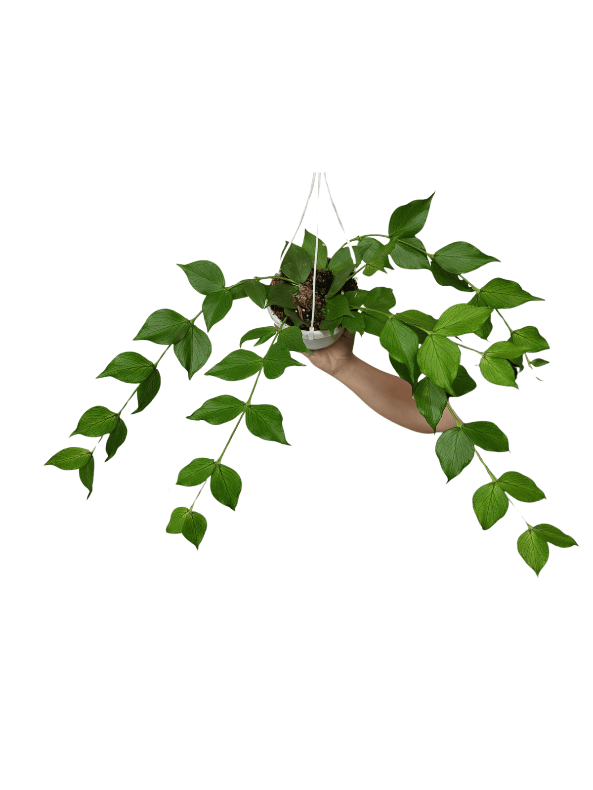 Hoya Polyneura Hängetopf