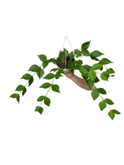 Hoya Polyneura Hängetopf