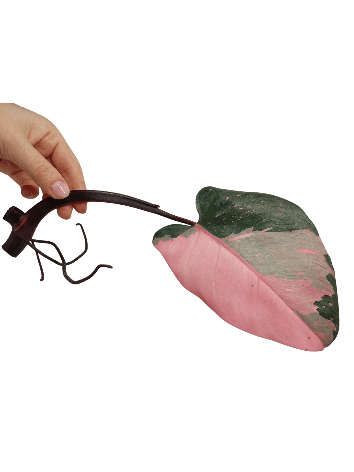 Philodendron Pink Princess Steckling