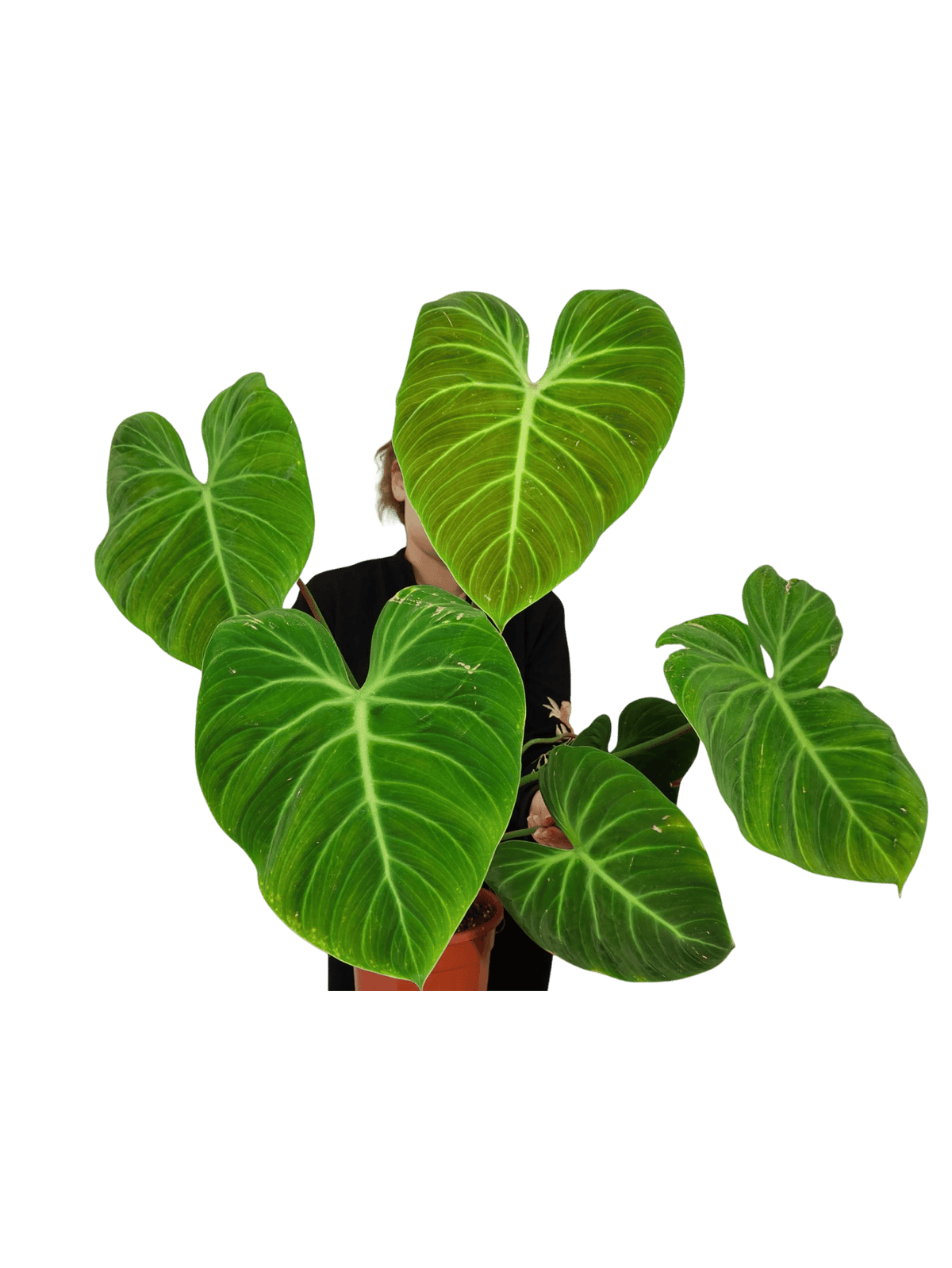 Philodendron El Choco Red