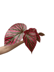 Begonia Brevirimosa