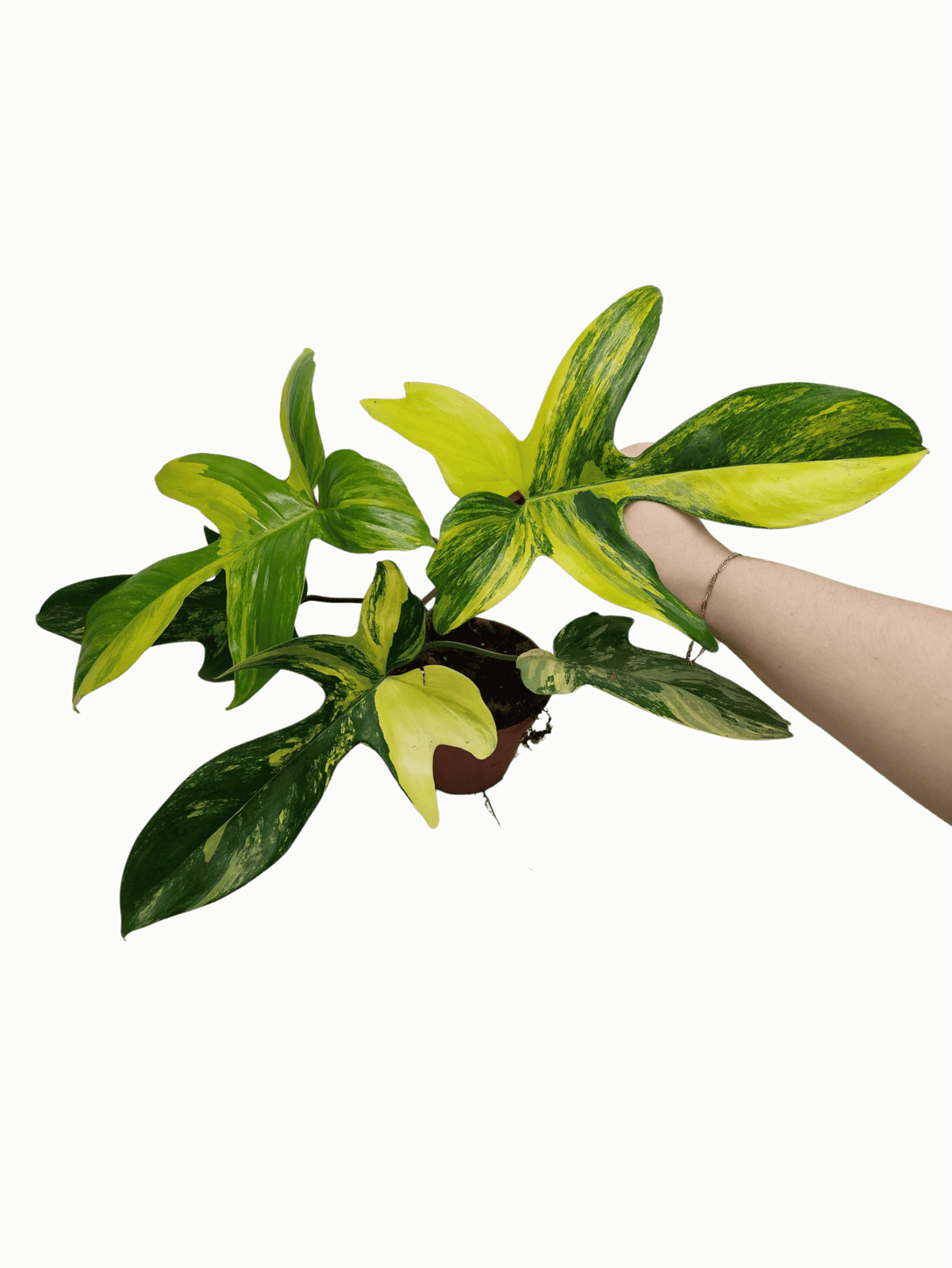 Philodendron Florida Beauty