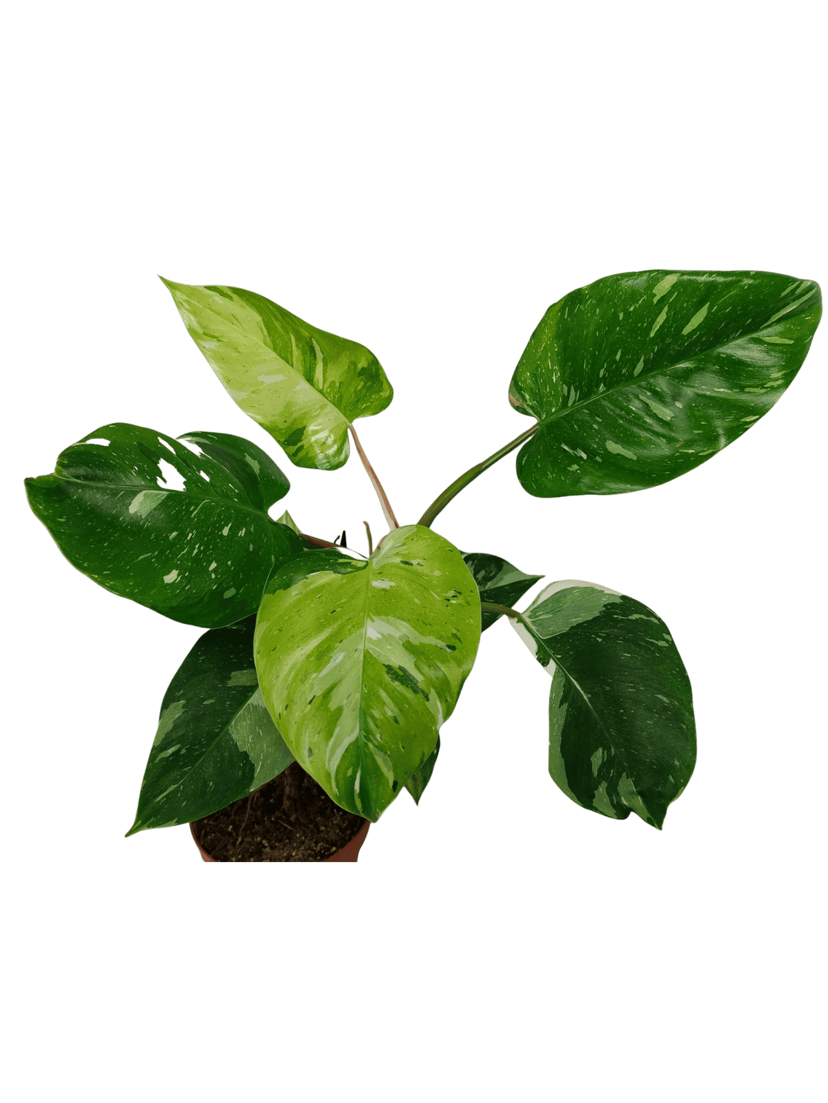 Philodendron White Princess Aurea Tricolor