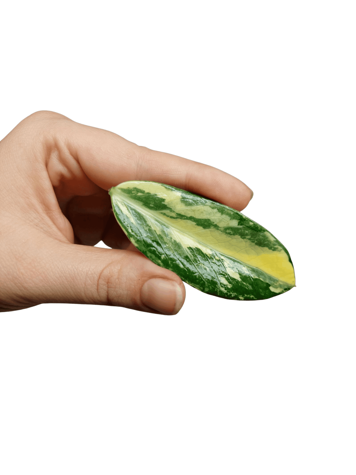 Zamioculcas Zamiifolia Variegata