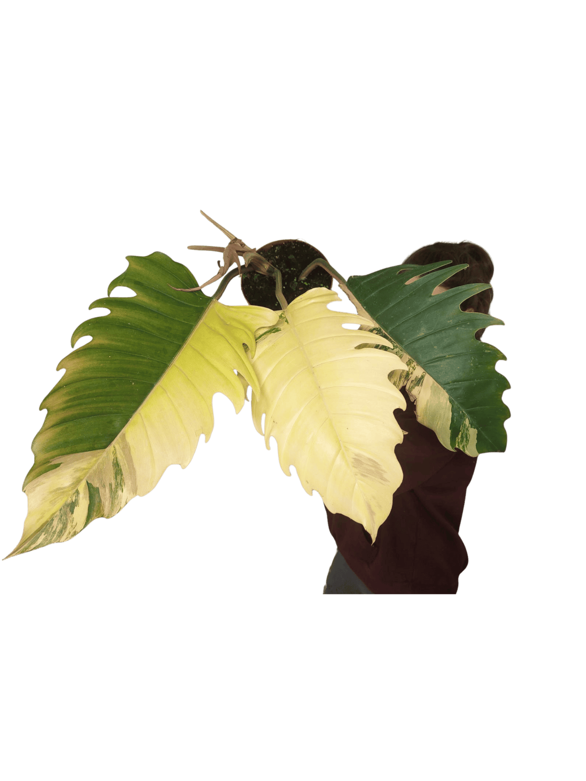 Philodendron Caramel Marble Variegata XXL