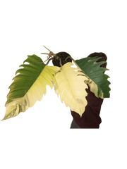 Philodendron Caramel Marble Variegata XXL