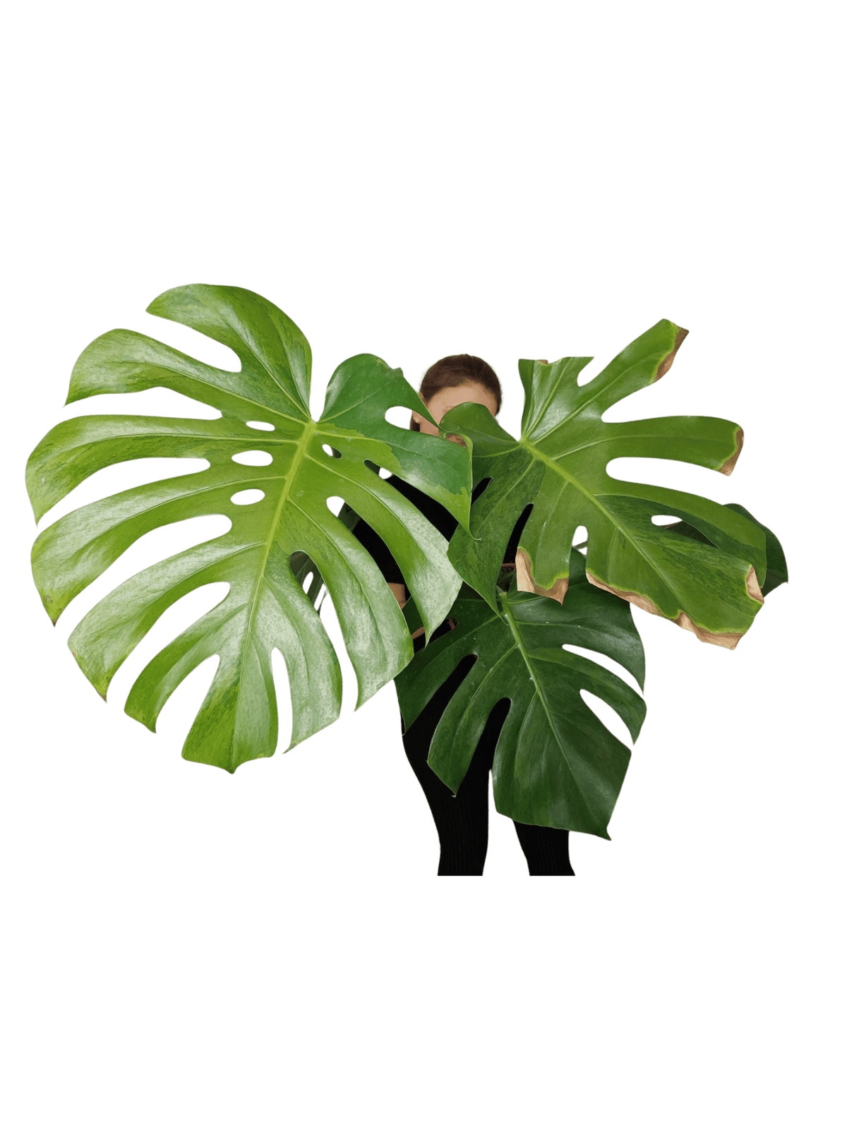 Monstera Green on Green