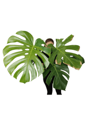 Monstera Green on Green