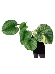 Philodendron Mamei Variegata vergrünt