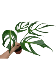Monstera Burle Marx Flame