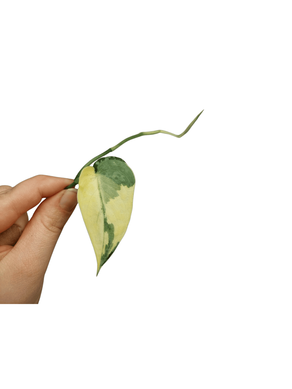 Scindapsus Mayari Variegata Steckling