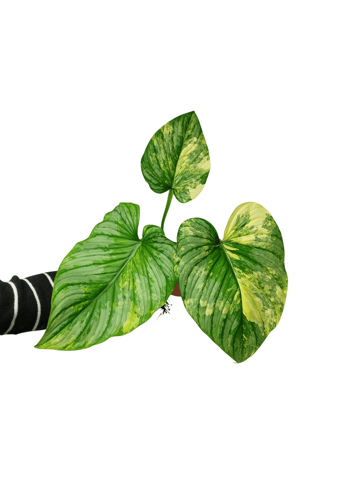 Philodendron Mamei Variegata