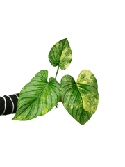 Philodendron Mamei Variegata