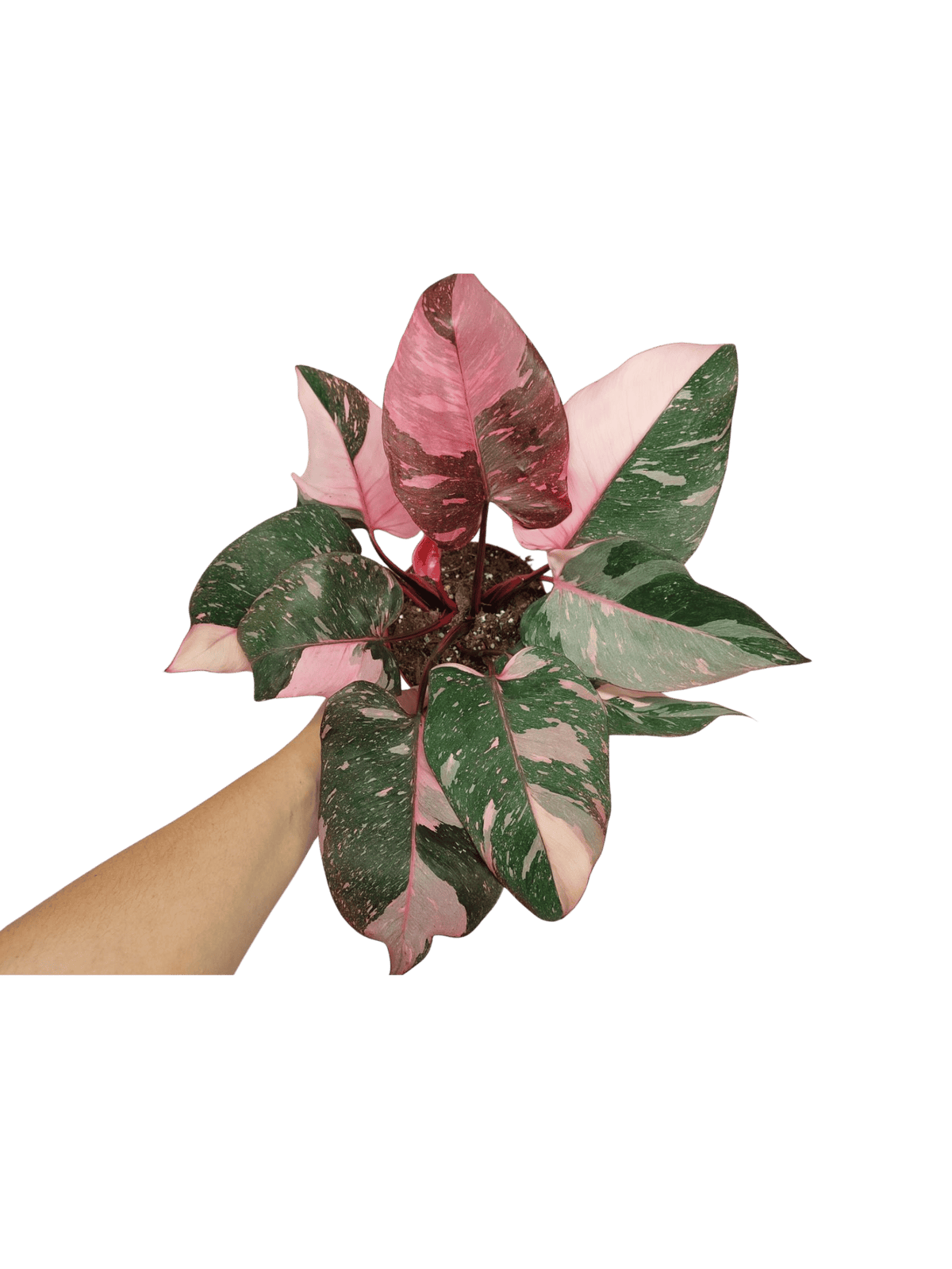 Philodendron Pink Princess Galaxy (zum aussuchen)