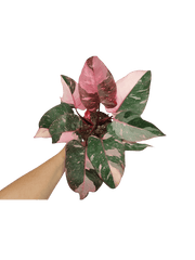 Philodendron Pink Princess Galaxy (zum aussuchen)
