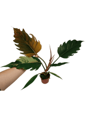Philodendron Caramel Marble Variegata