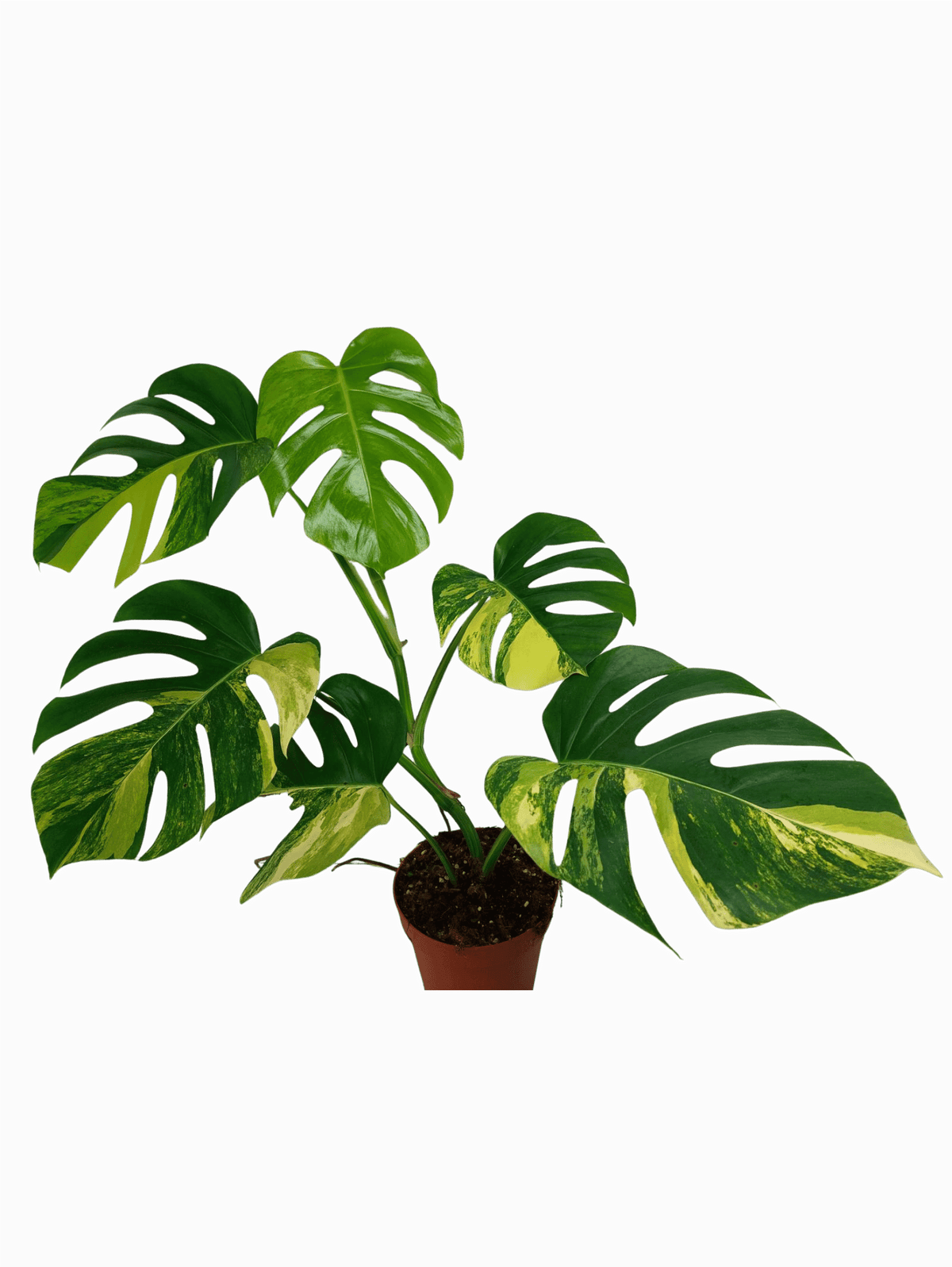 Monstera Aurea