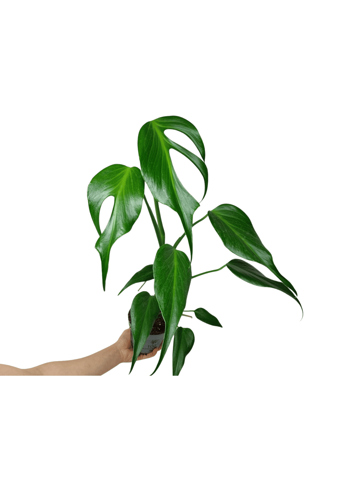 Monstera Burle Marx Flame