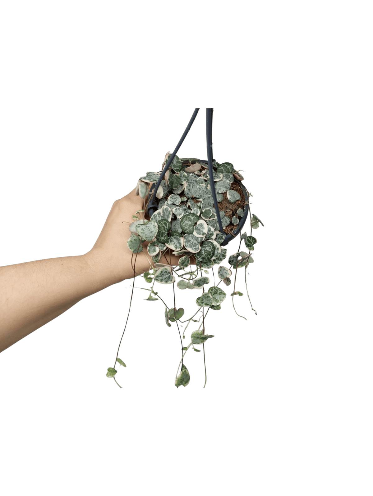 String of Hearts Variegata