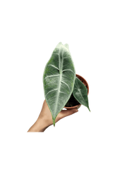 Alocasia Longiloba Silver