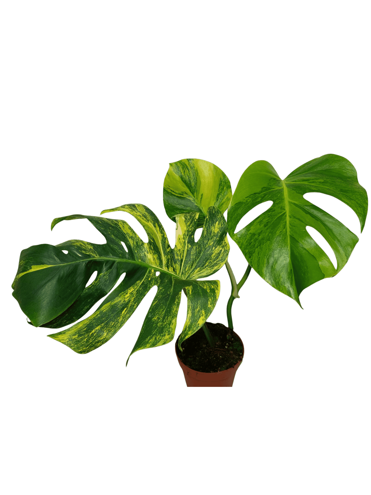 Monstera Aurea