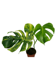 Monstera Aurea