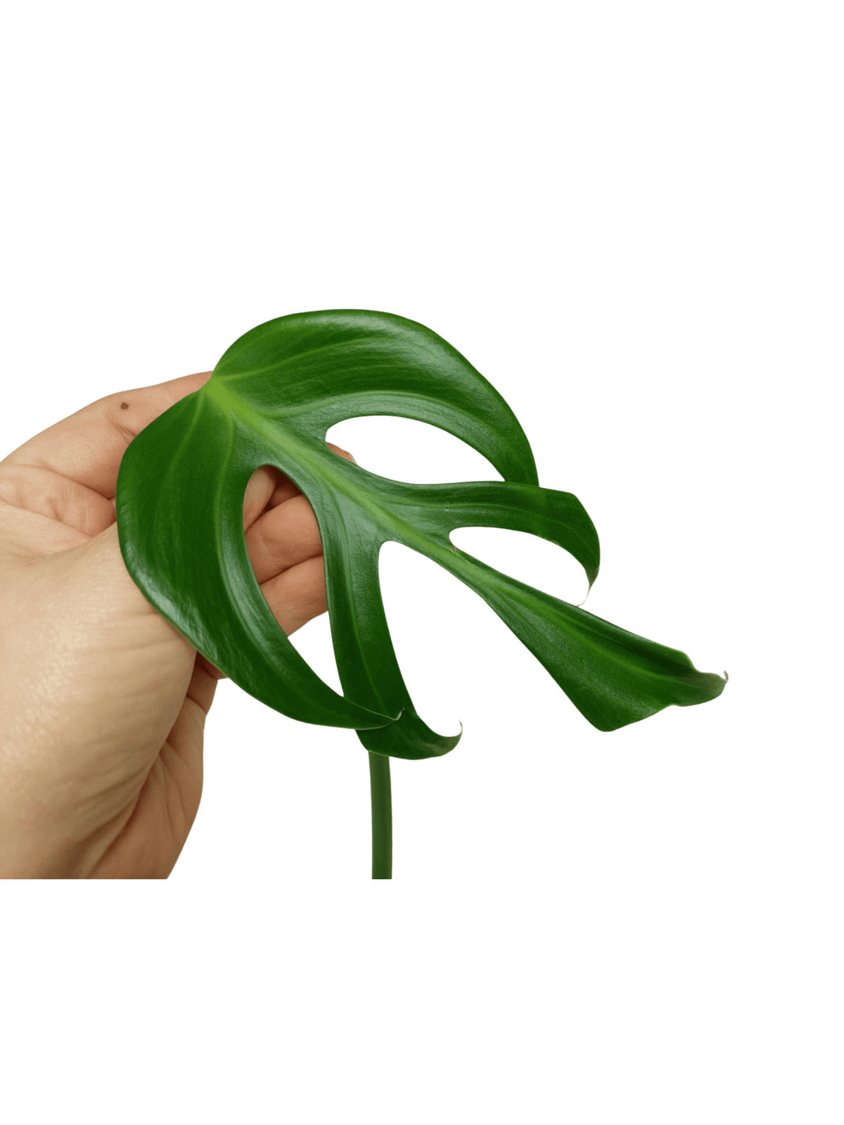 Monstera Burle Marx Flame Steckling Adult