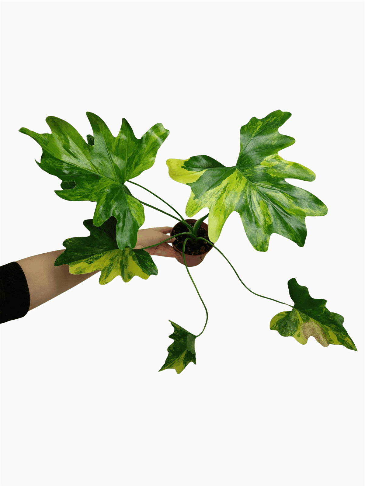 Thaumatophyllum Williamsii Aurea Variegata