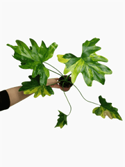 Thaumatophyllum Williamsii Aurea Variegata