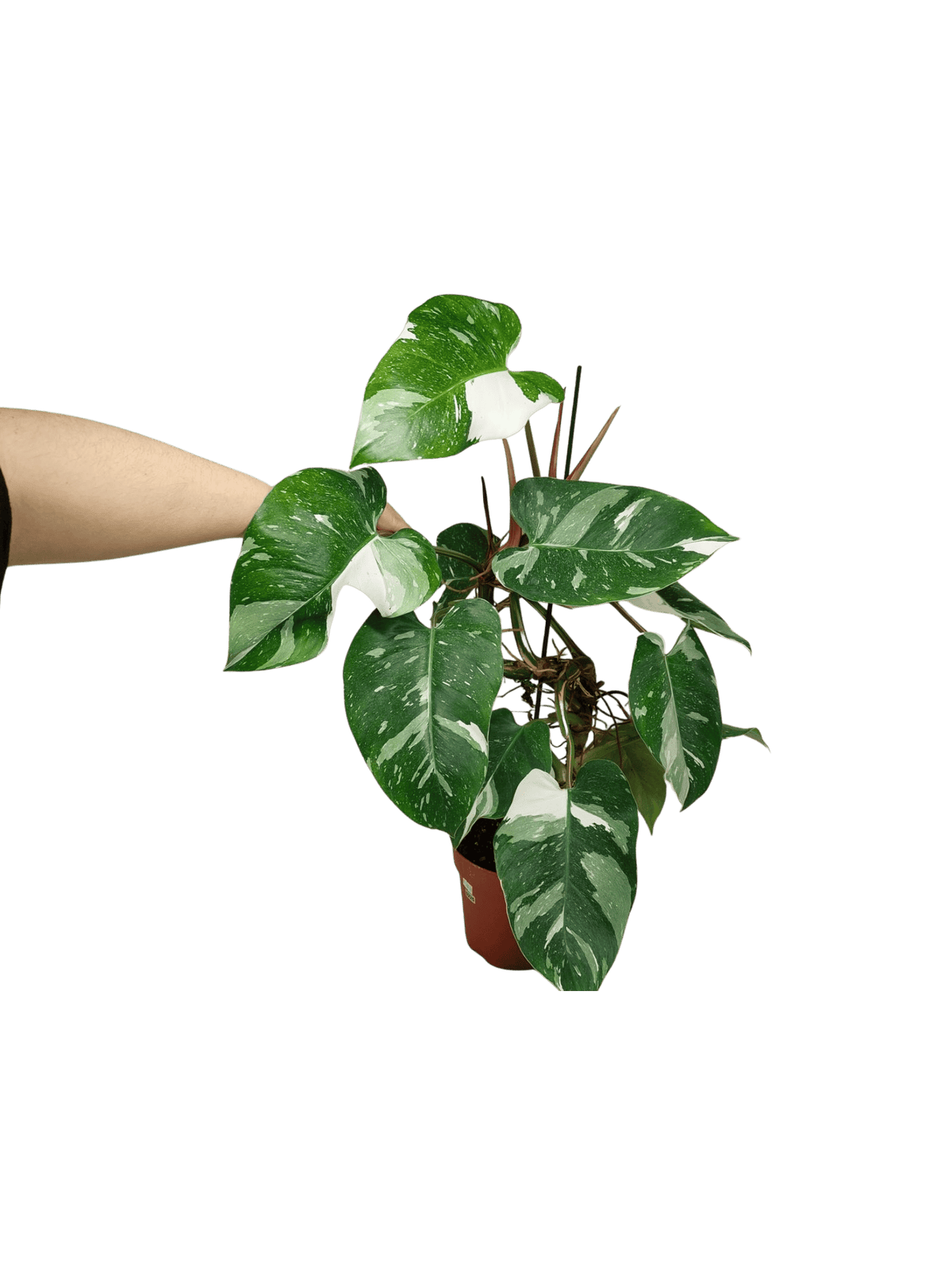 Philodendron White Princess