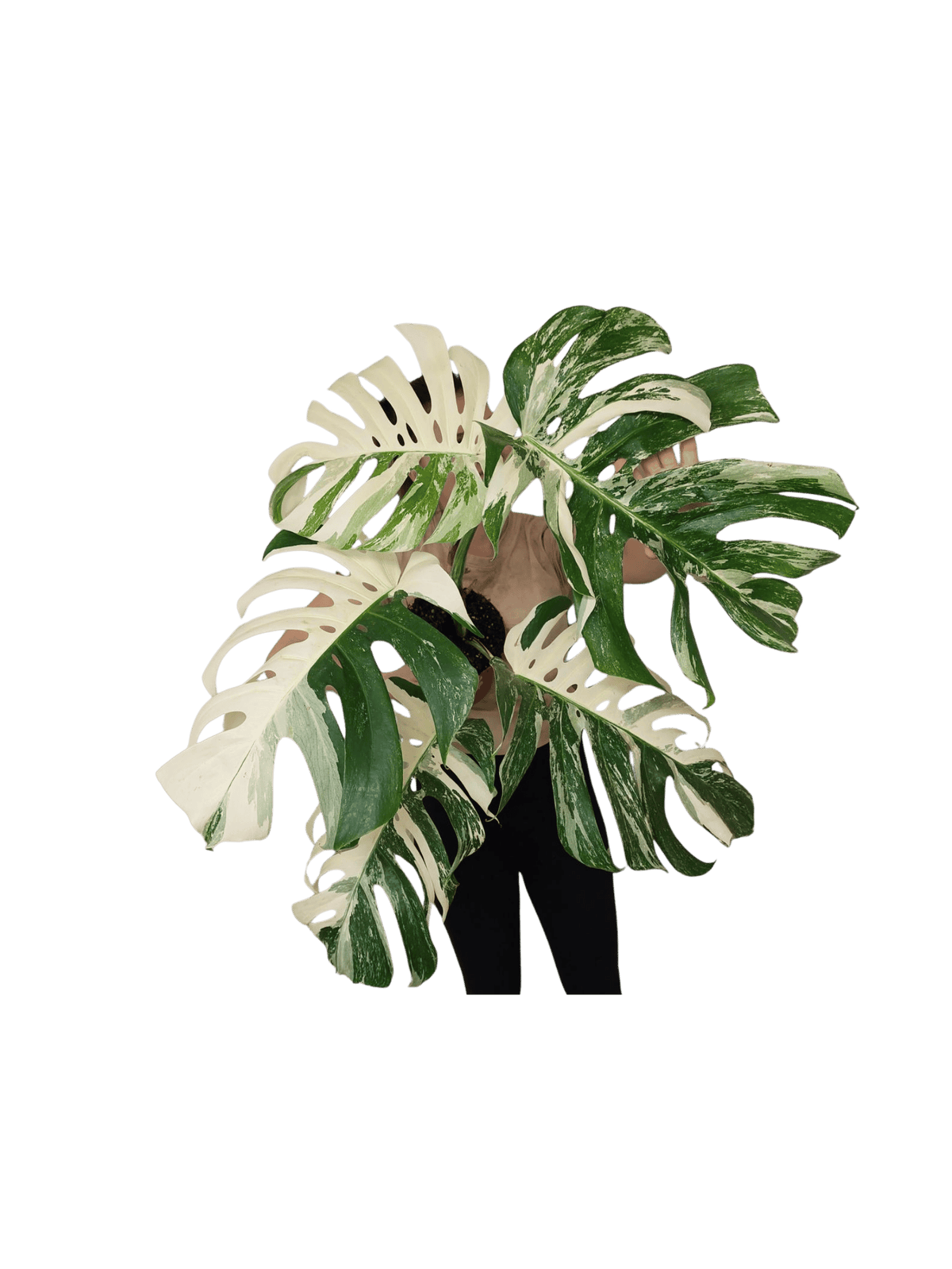 Monstera Variegata Adult