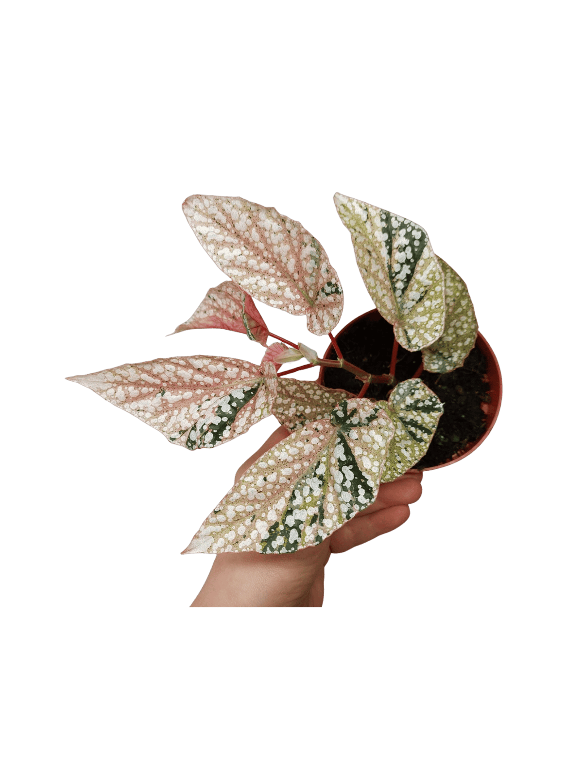 Begonia Snowcap Variegata