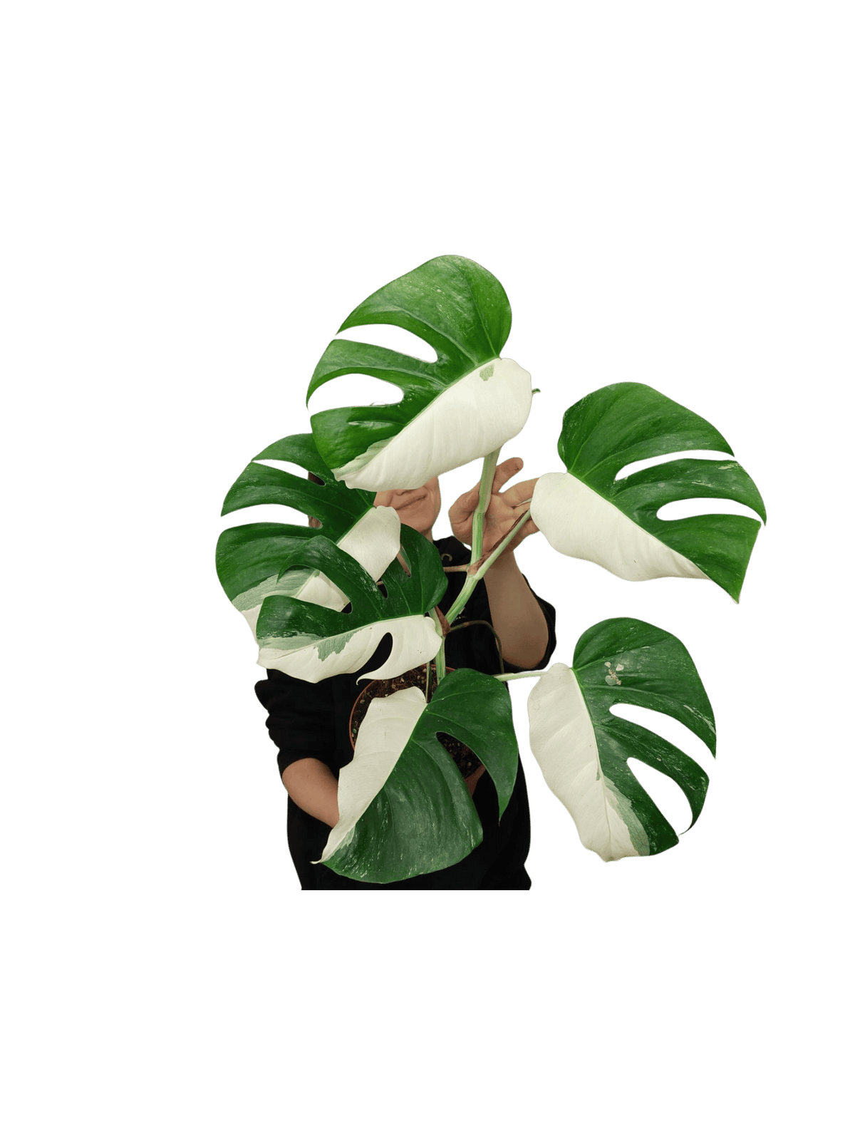 Monstera Variegata Halfmoon