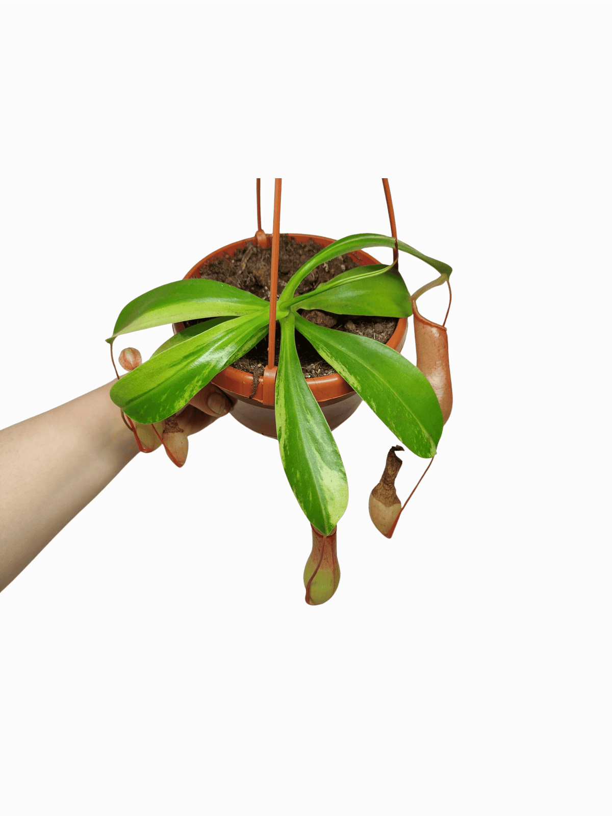 Nepenthes Alata Variegata