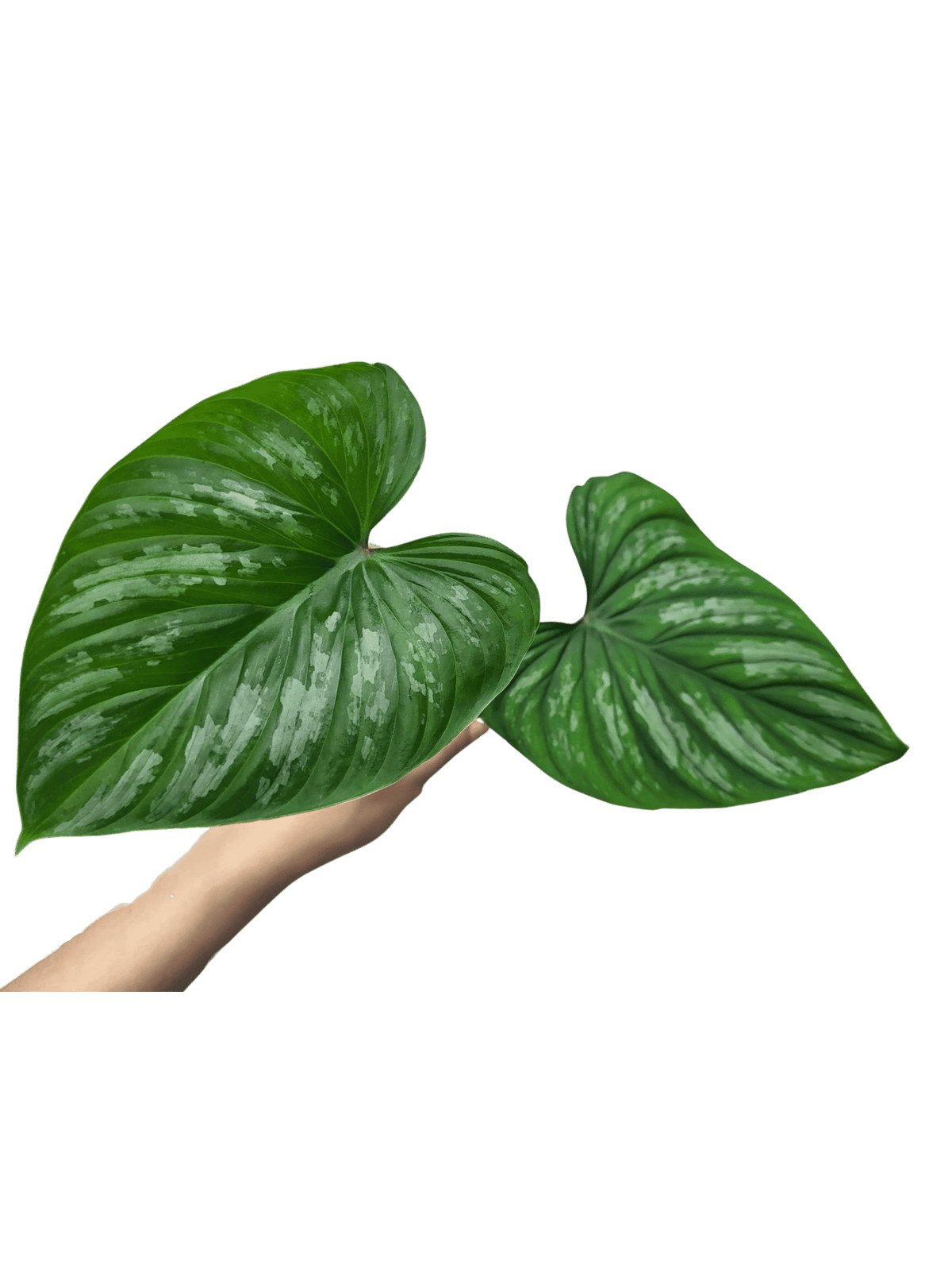 Philodendron Mamei Steckling