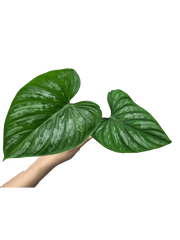 Philodendron Mamei Steckling