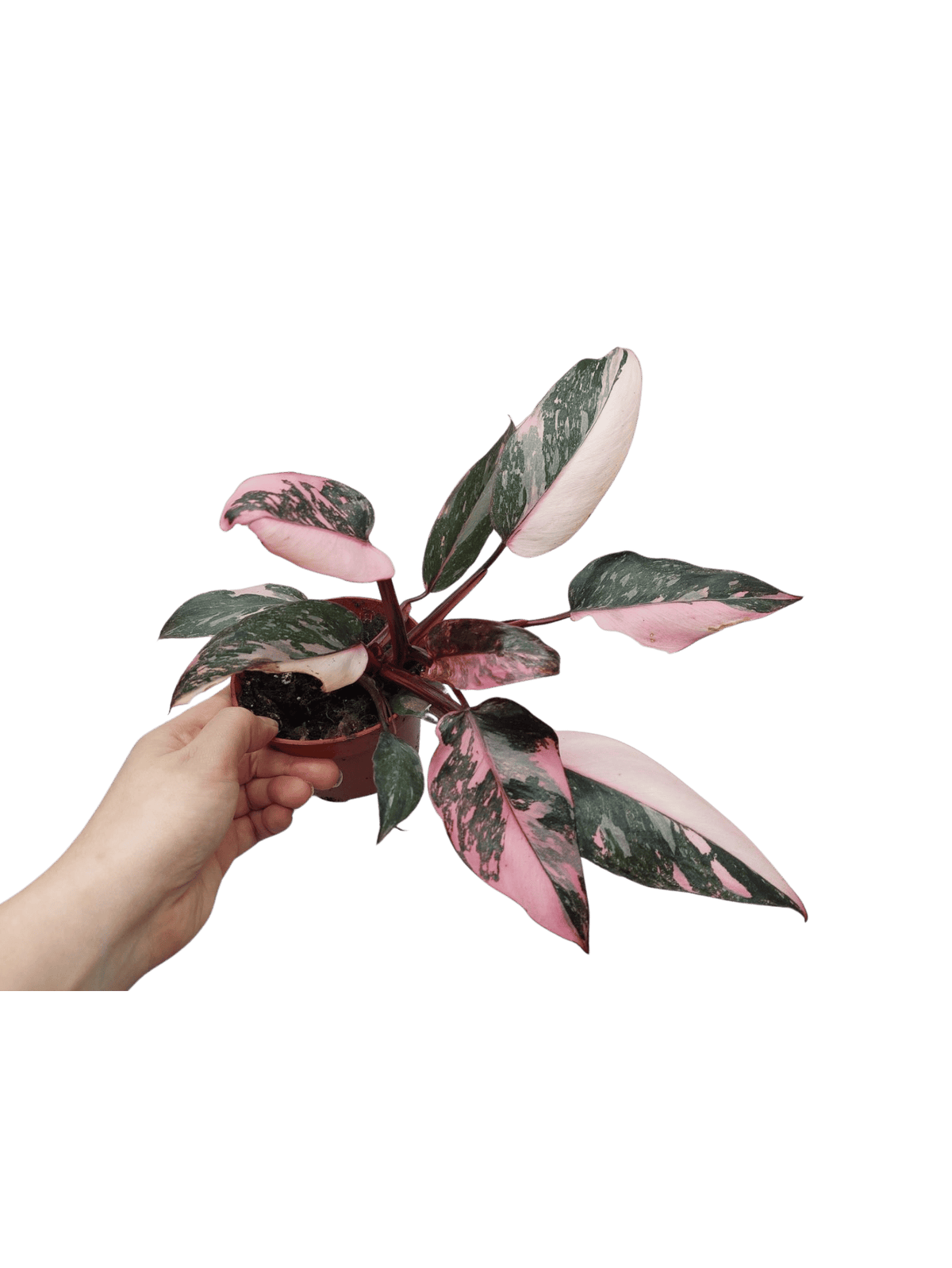 Philodendron Pink Princess Marble Galaxy