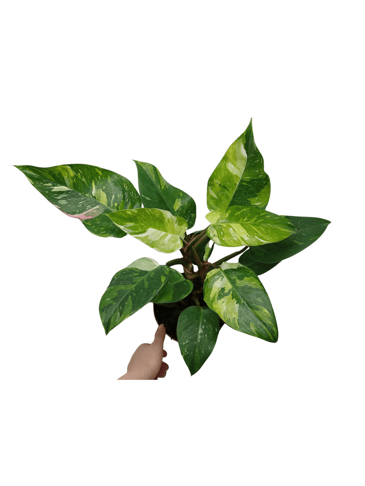 Philodendron White Princess Tricolor