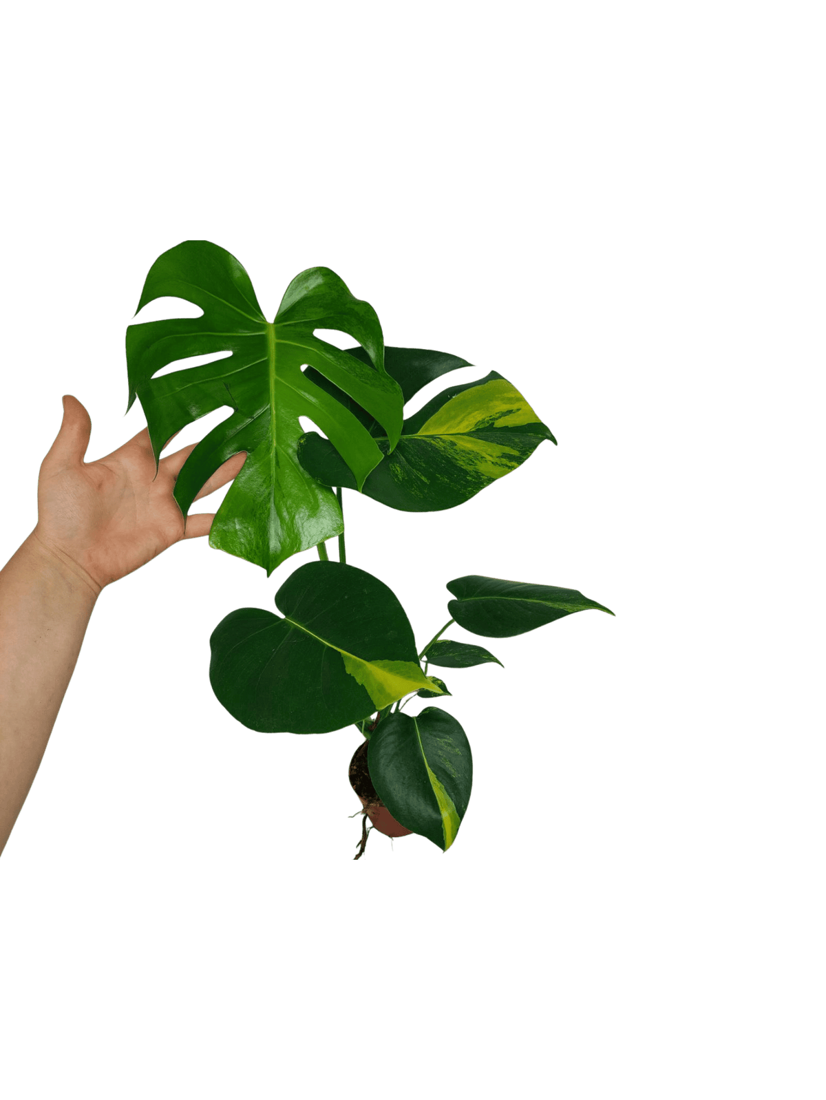 Monstera Aurea Yellow Marilyn