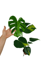 Monstera Aurea Yellow Marilyn